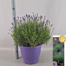 Daugiametė gėlė, levanda "Hidcote Extra", vazonėlio skersmuo 29 cm.