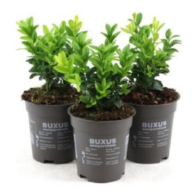 Dekoratyvinis krūmas, buksmedis, vazonėlio skersmuo 9 cm.