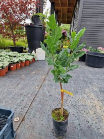 Dekoratyvinis medis, ąžuolas koloninis "Fastigiata", vazonas 5 l.