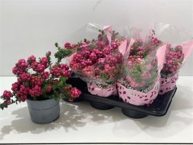 Šliaužiantis augalas, bruknuolė "Mucronata", vazonėlio skersmuo 17 cm.