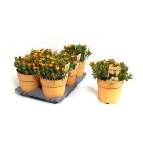 Alpinariumo augalas, mudrė "Solstice Yellow", vazono skersmuo 15 cm.