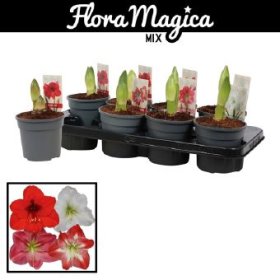 Kambarinis augalas, amarilis, vazonėlio skersmuo 13 cm.