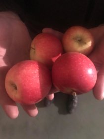 Vaismedis, obelis "Štaris"