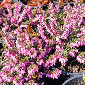 Vienmetė gėlė, erika pavasarinė, vazonėlio skersmuo 2 l.