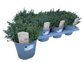 Prieskoninis augalas, čiobrelis "Citriodorus", vazonėlio skersmuo 14 cm.