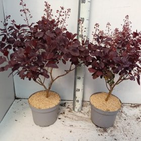 Dekoratyvinis krūmas, pūkenis "Royal Purple", vazonėlio skersmuo 23 cm.