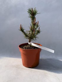 Spygliuotis, pušis suktaspyglė "Spaan's Dwarf", vazonas 3 l.