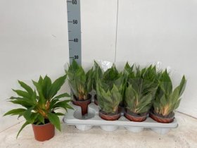 Kambarinis augalas, chlorofitas "Fire Flash", vazonėlio skersmuo 12 cm.