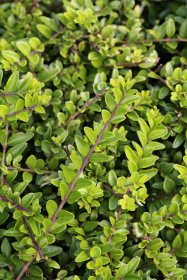 Dekoratyvinis krūmas, sausmedis siūlinis "Maigrun", vazono skersmuo 10,5 cm.