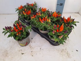 Vienmetė gėlė, pipiras dekoratyvinis, vazonėlio skersmuo 12 cm.