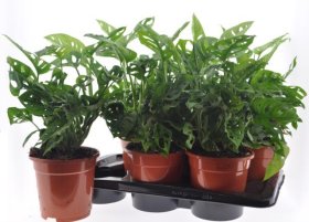 Kambarinis augalas, monstera "Adansoni", vazonėlio skersmuo 17 cm.