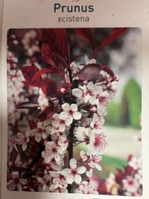 Dekoratyvinis medis, sakura "Xcistena", vazonėlio skersmuo 23 cm.