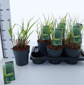 Žolinis augalas, miskantas "Strictus", vazonėlio skersmuo 17 cm.