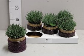 Kambarinis augalas, alavijas (Aloe Vera) akuotuotasis, keraminiame vazonėlyje, vazonėlio skersmuo 10 cm.