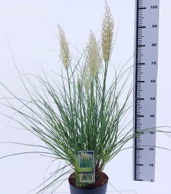 Žolinis augalas, kortaderija argentininė "Tiny Pampa", vazonas 5 l.