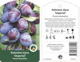 Vaismedis, slyva koloninė "Imperial"