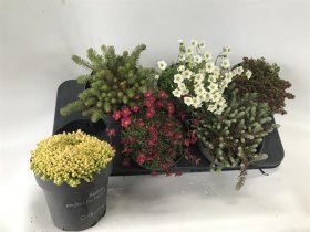 Šliaužiantis augalas, įvairūs, vazonėlio skersmuo 15 cm.