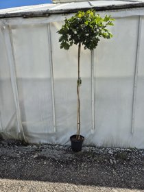 Dekoratyvinis medis, klevas "Globosum", vazonėlio skersmuo 28 cm.