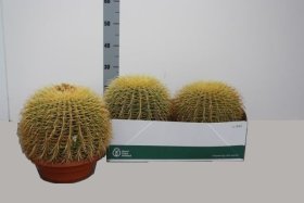 Kambarinis augalas, kaktusas "Echino cactus grusoni", vazonėlio skersmuo 27 cm.