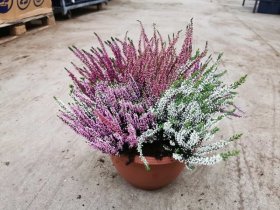 Vienmetis augalas, viržis, 5 spalvų, vazono skersmuo 30 cm.