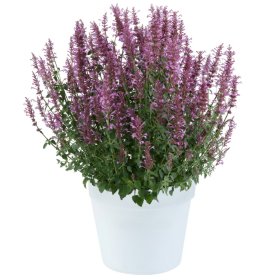 Daugiametė gėlė, kinmėtė "Sunny Sparks Pink", vazonėlio skersmuo 12 cm.