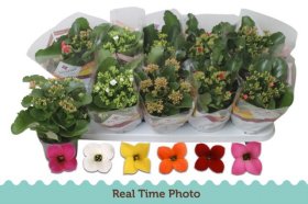 Kambarinis augalas, kalankė, vazonėlio skersmuo 11 cm.