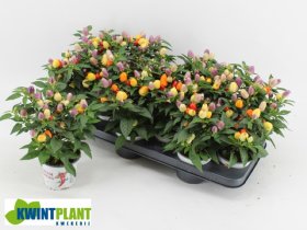 Kambarinis augalas, dekoratyvinė paprika "Daylight", vazonėlio skersmuo 11 cm.