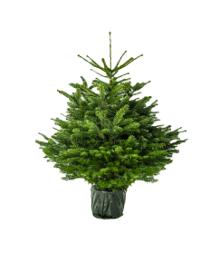 Vazone augintas kaukazinis kėnis (Abies nordmanniana), aukštis 125 - 150 cm.