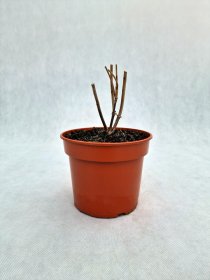Dekoratyvinis krūmas, šviesioji hortenzija "Anabelle", vazonas 3 l.
