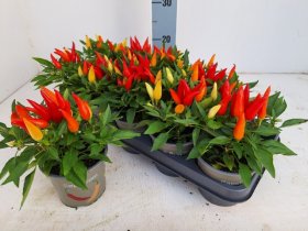 Vienmetė gėlė, pipiras dekoratyvinis, vazonėlio skersmuo 12 cm.