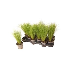 Žolinis augalas, ašuotė, vazonėlio skersmuo 12 cm.