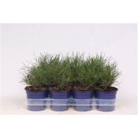 Spygliuotis, pušis kalninė "Pumilio", vazonėlio skersmuo 11 cm.