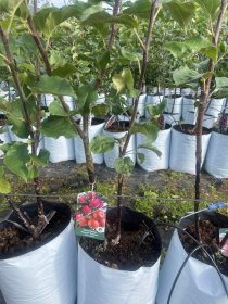 Vaismedis, šeimos obelys, dvi rūšys viename,  Rubinas ir  Poema