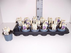 Daugiametė gėlė, krokas, vazonėlio skersmuo 9 cm.