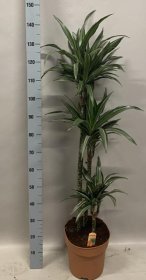 Kambarinis augalas, dracena "De Warneckei", aukštis 140 cm., vazonėlio skersmuo 27 cm.