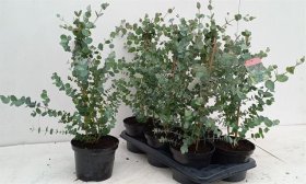 Dekoratyvinis krūmas, eukaliptas, vazono skersmuo 17 cm.
