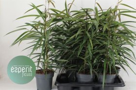 Kambarinis augalas, fikusas, vazono skersmuo 17 cm.