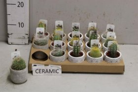 Kambarinis augalas, kaktusas, keraminiame vazone, vazonėlio skersmuo 7 cm.