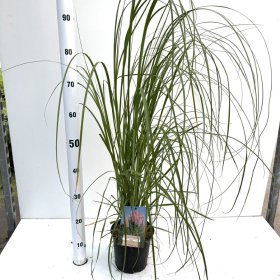 Žolinis augalas, kortaderija "Sell Rosea", vazonėlio skersmuo 17 cm.