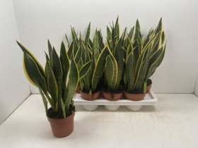 Kambarinis augalas, sanseverija "Laurenti", vazonėlio skersmuo 14 cm.