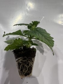 Vienmetės gėlės daigelis, verbena "Venturi Bicolour Purple" FLORENSIS