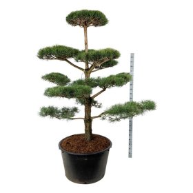 Spygliuotis, pušis paprastoji (bonsai), aukštis 200-225 cm., vazonas 285 l.
