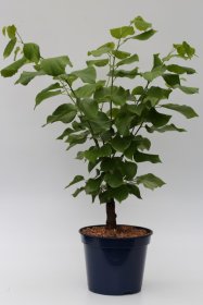 Dekoratyvinis medis, cercis kininis Shirobana, vazonas 5 l