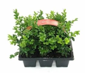 Dekoratyvinis krūmas, buksmedis, rinkinys (6 vnt.)