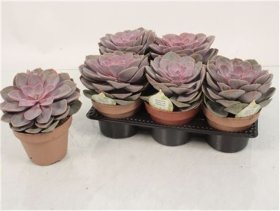 Kambarinis augalas, kalvorė (eševerija), vazonėlio skersmuo 14 cm.