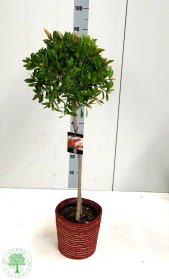 Kambarinis augalas, kalistemonas "Splendens", vazonėlio skersmuo 21 cm.