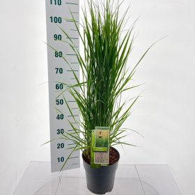 Žolinis augalas, lendrūnas "Karl Foerster", vazonėlio skersmuo 23 cm.