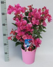 Kambarinis augalas, bugenvilija "Dania", vazonėlio skersmuo 17 cm.