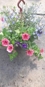 Vienmetė gėlė, svyrančių augalų kompozicija, vazonėlio skersmuo 35 cm.