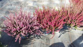 Vienmetė gėlė, viržis "Garden Girls", vazonėlio skersmuo 17 cm.